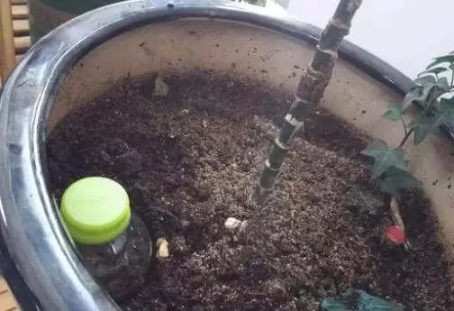 把空水瓶埋進花盆裡,再也不擔心澆水問題,廢物變成養花神器