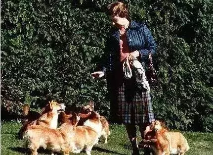 英國女王寵愛柯基70年,這次真的要告別了,再見,一輩子的老朋友