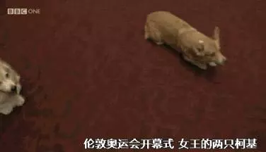 英國女王寵愛柯基70年,這次真的要告別了,再見,一輩子的老朋友