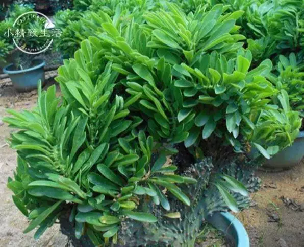 6種適合家養的鎮宅植物 前4種化煞 後2種旺財
