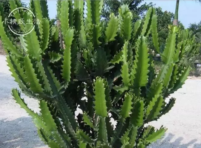6種適合家養的鎮宅植物 前4種化煞 後2種旺財