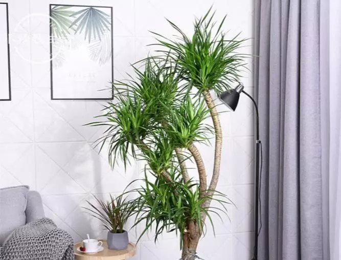6種適合家養的鎮宅植物 前4種化煞 後2種旺財