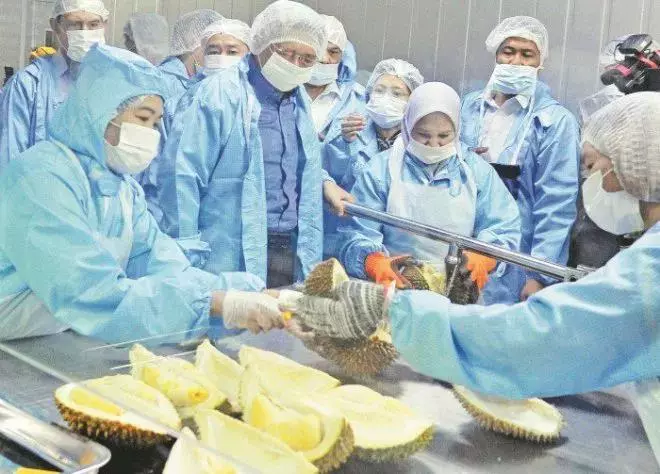 榴槤大作戰!大馬整果冷凍榴槤出口中國 狂賺3個億!