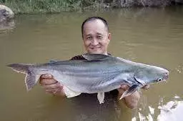 大馬最貴的十種河魚,沒想到排名第一的魚竟然是它!