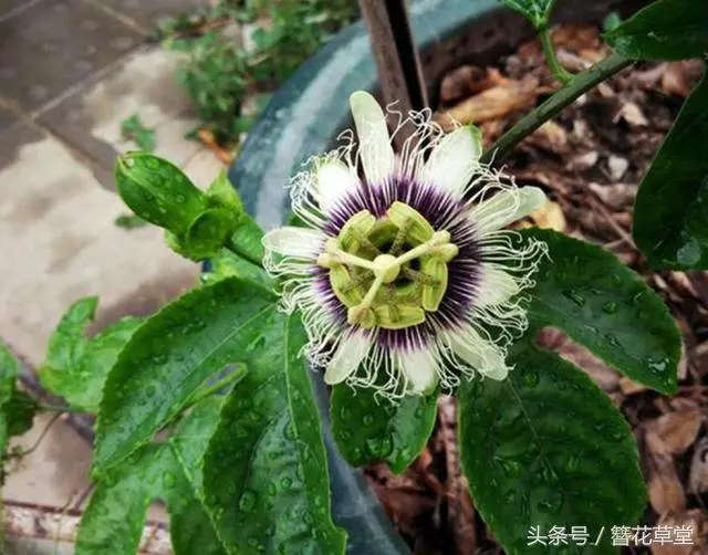它是最強抗癌水果,一個10塊錢,癌細胞最怕它,陽台能輕松盆栽