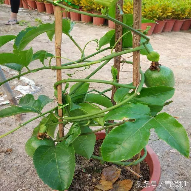 它是最強抗癌水果,一個10塊錢,癌細胞最怕它,陽台能輕松盆栽