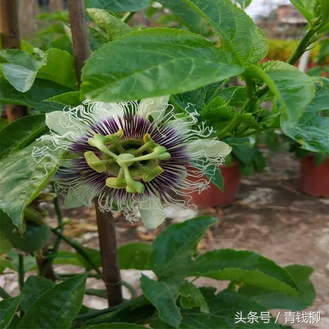 它是最強抗癌水果,一個10塊錢,癌細胞最怕它,陽台能輕松盆栽