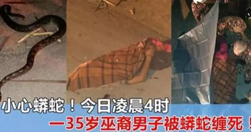 小心蟒蛇!今日凌晨4時...一35歲巫裔男子被蟒蛇纏死!