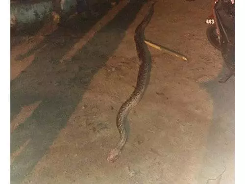 小心蟒蛇!今日凌晨4時...一35歲巫裔男子被蟒蛇纏死!