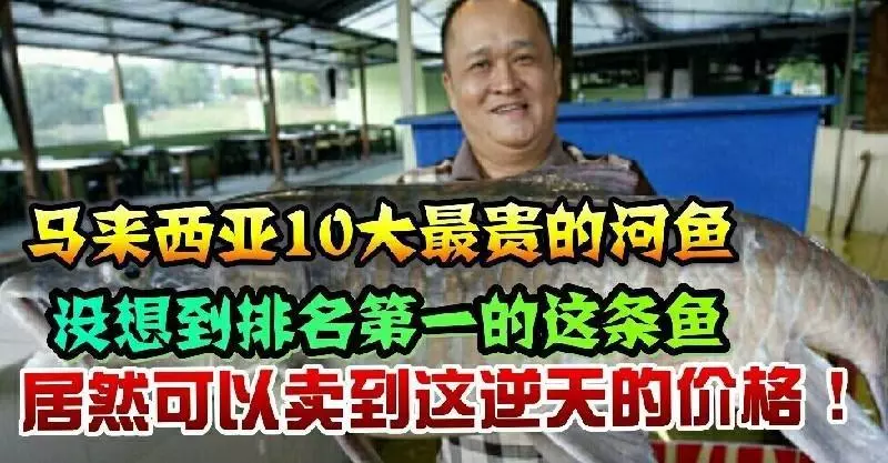 馬來西亞10大最貴的河魚!沒想到這隻價錢排名第一的魚竟然可以賣到RM6000!!