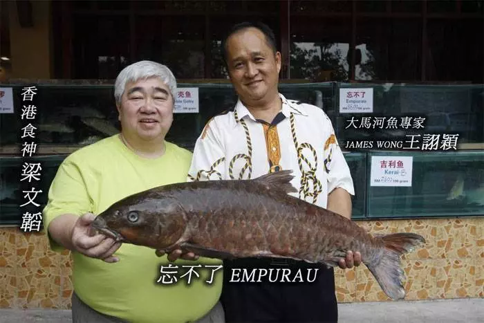 馬來西亞10大最貴的河魚!沒想到這隻價錢排名第一的魚竟然可以賣到RM6000!!