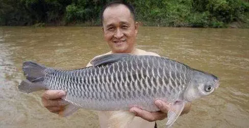 馬來西亞10大最貴的河魚!沒想到這隻價錢排名第一的魚竟然可以賣到RM6000!!