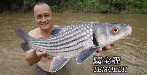 馬來西亞10大最貴的河魚!沒想到這隻價錢排名第一的魚竟然可以賣到RM6000!!