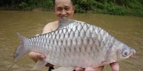 馬來西亞10大最貴的河魚!沒想到這隻價錢排名第一的魚竟然可以賣到RM6000!!