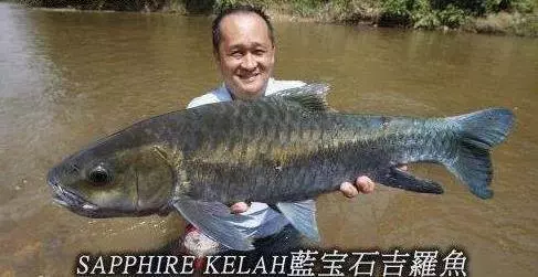 馬來西亞10大最貴的河魚!沒想到這隻價錢排名第一的魚竟然可以賣到RM6000!!