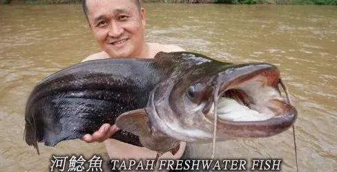 馬來西亞10大最貴的河魚!沒想到這隻價錢排名第一的魚竟然可以賣到RM6000!!