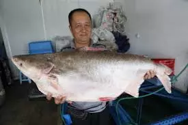 馬來西亞10大最貴的河魚!沒想到這隻價錢排名第一的魚竟然可以賣到RM6000!!