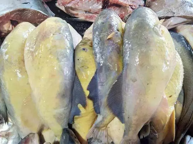並不是所有的魚都能食用!母親捕撈8條魚,帶回家食用後,兩名孩子丟命!