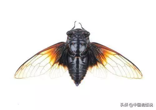 古代人用什麼擦屁股?法國人用繩,英國人用魚片,日本人最噁心