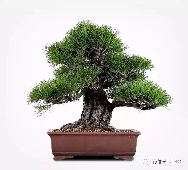 玩松樹盆景,這四種方法一定要知道