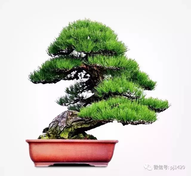 玩松樹盆景,這四種方法一定要知道