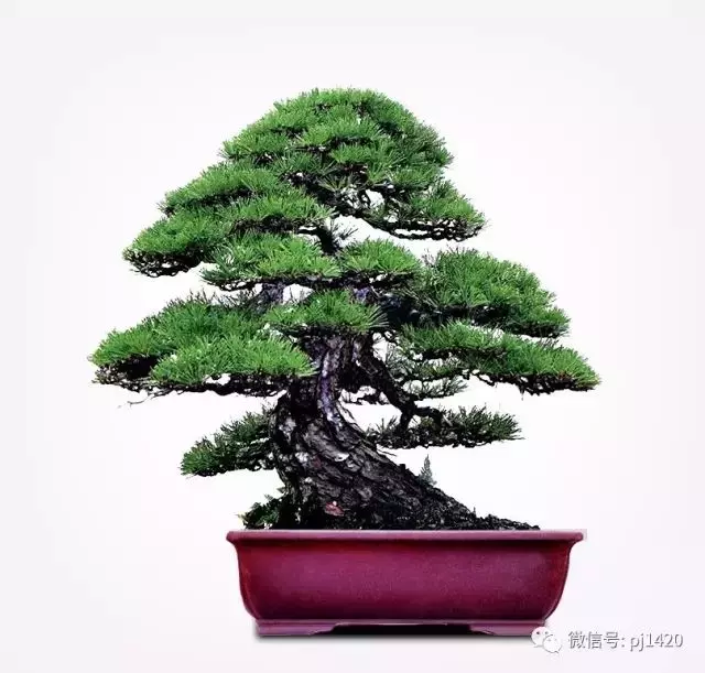 玩松樹盆景,這四種方法一定要知道