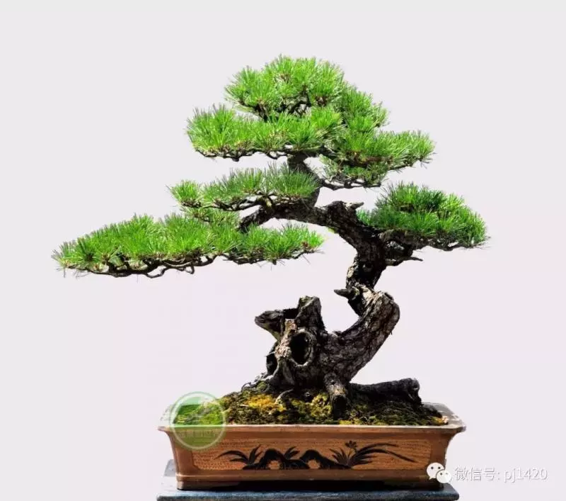 玩松樹盆景,這四種方法一定要知道