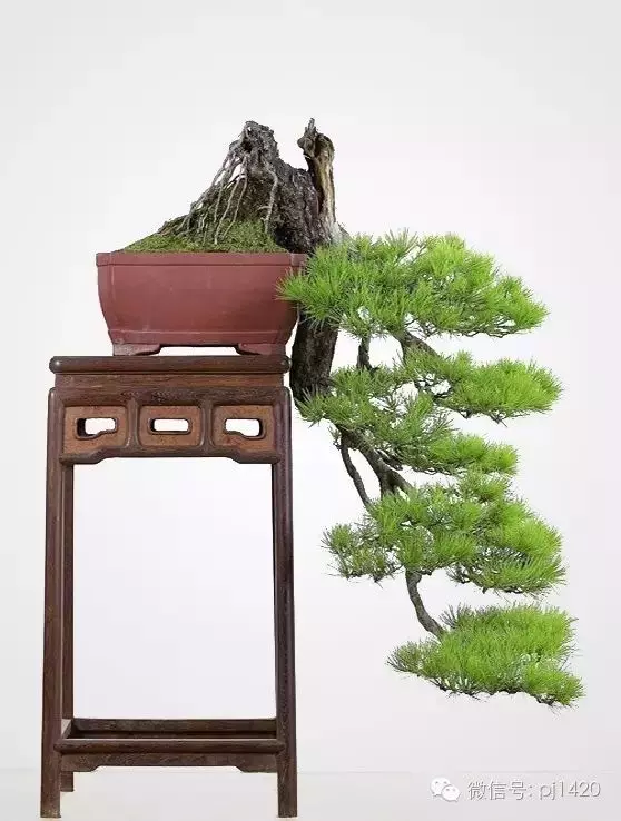 玩松樹盆景,這四種方法一定要知道