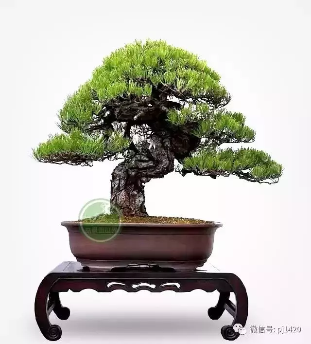 玩松樹盆景,這四種方法一定要知道
