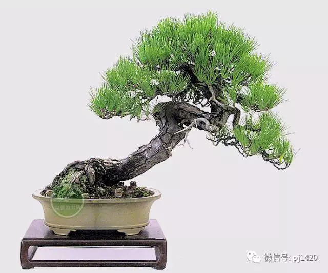 玩松樹盆景,這四種方法一定要知道