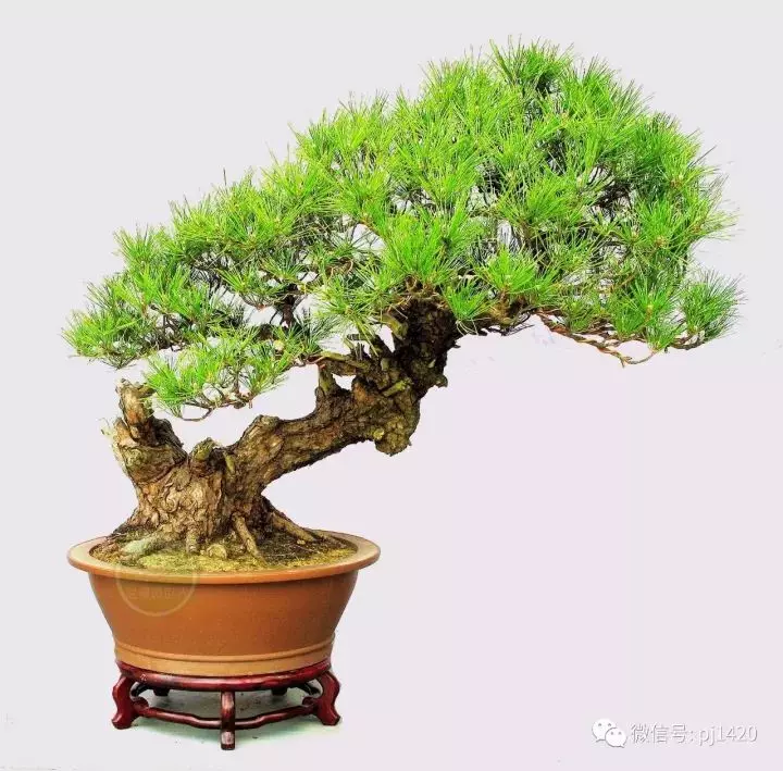 玩松樹盆景,這四種方法一定要知道