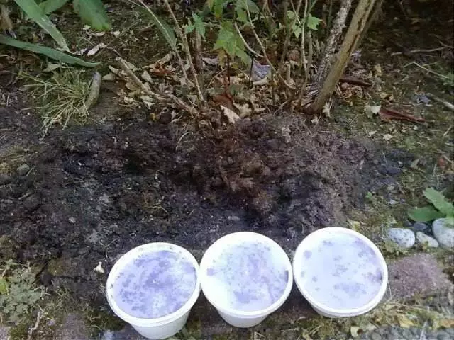 放生蚯蚓的功德,對戒除邪淫的好處(支持個人隨緣放生)