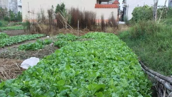 媽來城裡看我,老婆給我媽吃冷菜冷飯,媽走後我送老婆金項鍊