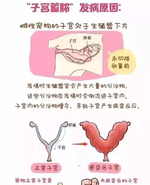 寵物沒有必要絕育?絕育的利弊你知道哪些?