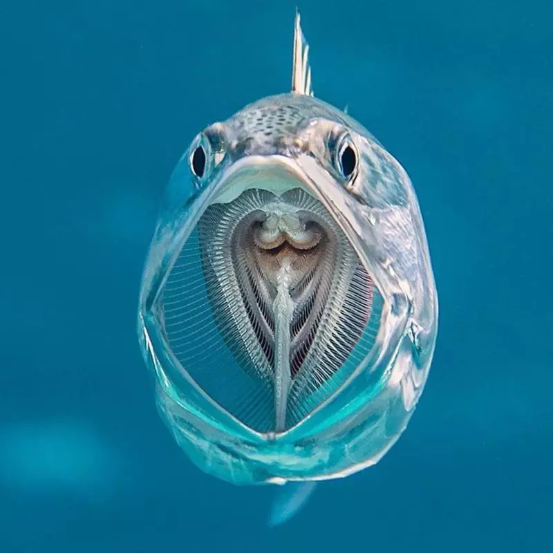 17張「連天使都會嫉妒攝影師」的超驚人照片 魚的嘴裡還有一隻魚!