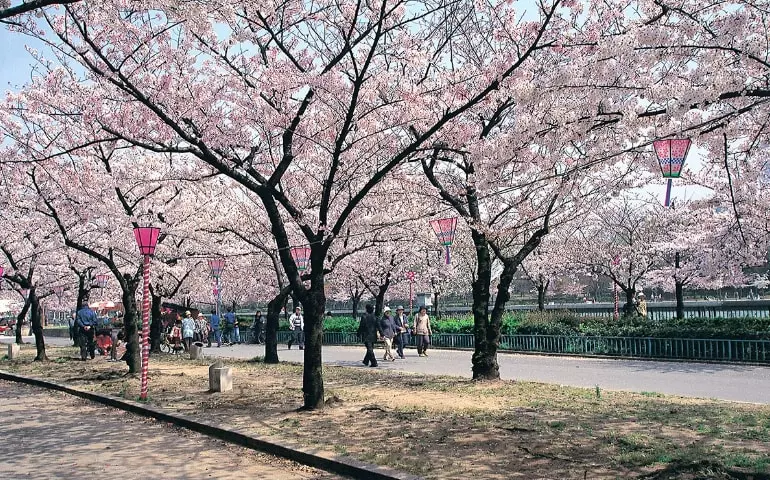 【2019櫻花季】四天三夜日本大阪櫻花自由行,交通、行程、景點…一次搞定!