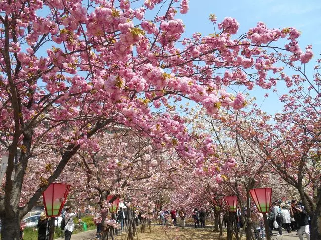 【2019櫻花季】四天三夜日本大阪櫻花自由行,交通、行程、景點…一次搞定!