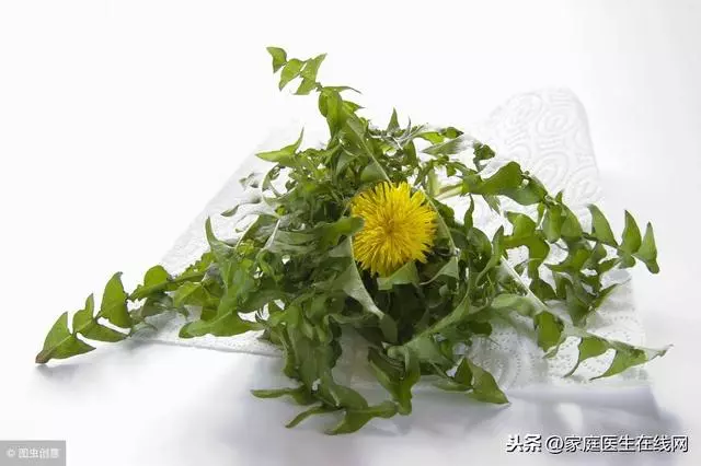 蒲公英是春天的「排毒草」 ,中醫教你3種吃法,效果更佳