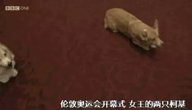 英國女王寵愛柯基70年,這次真的要告別了,再見,一輩子的老朋友