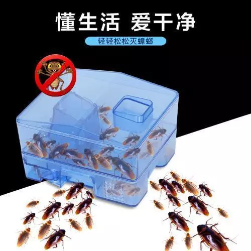 在家如何智鬥打不死的小強?學會這三招,再也看不見它的蹤跡