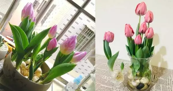 這20種花,最適合扔水裡養,花一開就是好幾個月!