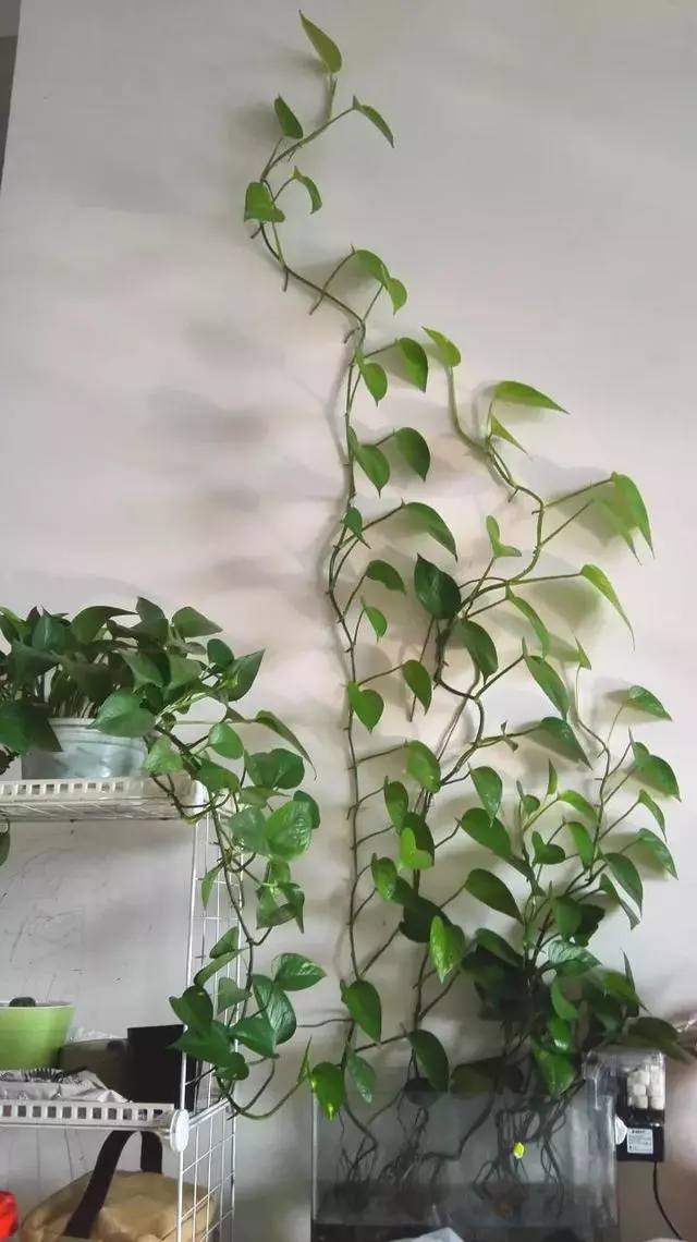 這20種花,最適合扔水裡養,花一開就是好幾個月!