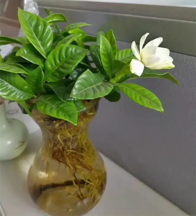 這20種花,最適合扔水裡養,花一開就是好幾個月!