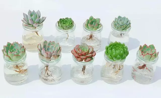 這20種花,最適合扔水裡養,花一開就是好幾個月!