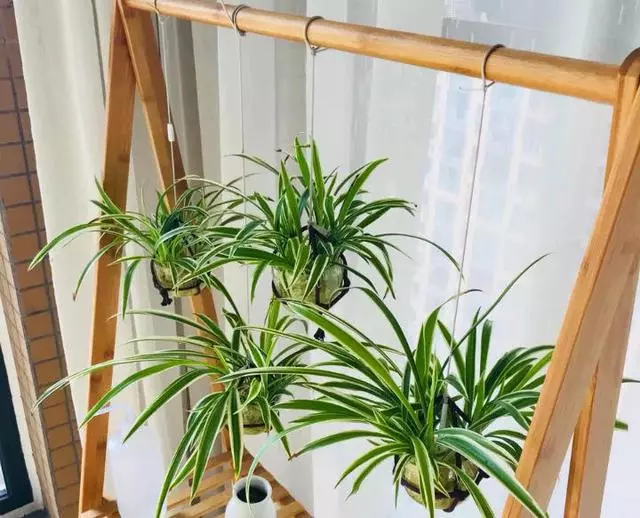這20種花,最適合扔水裡養,花一開就是好幾個月!