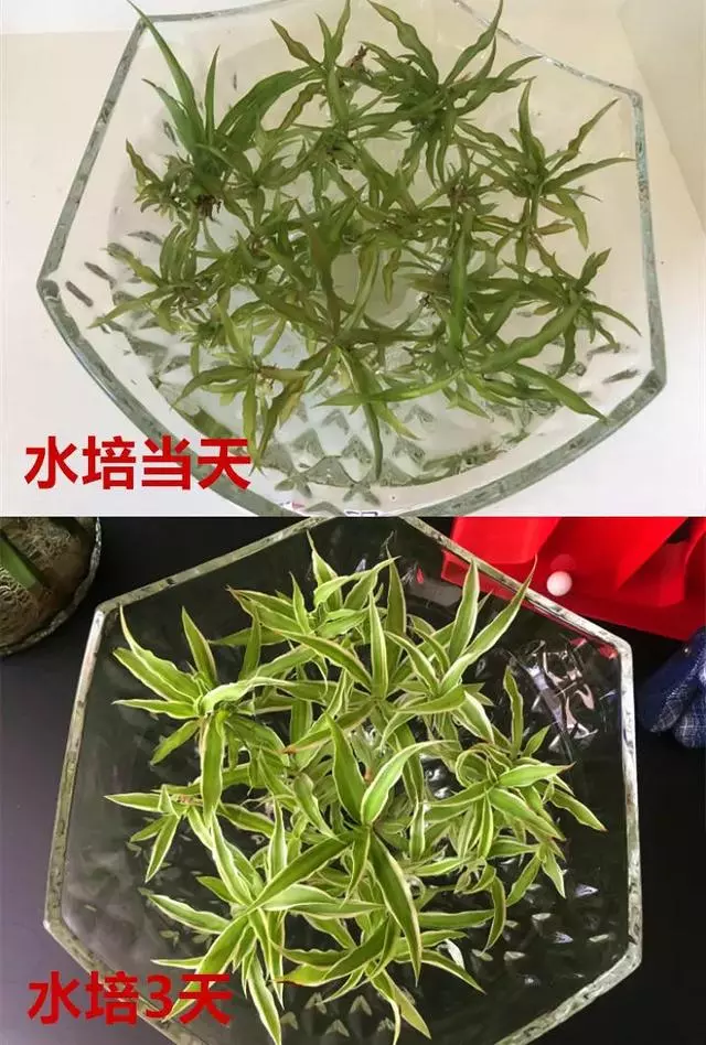 這20種花,最適合扔水裡養,花一開就是好幾個月!