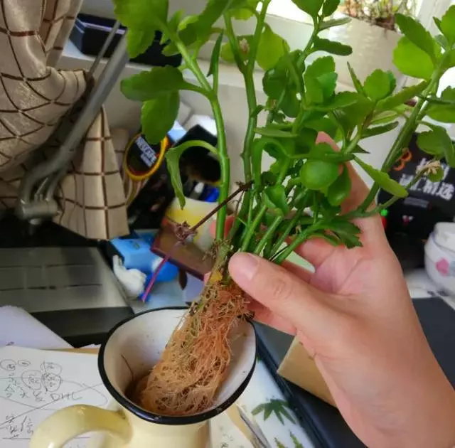 這20種花,最適合扔水裡養,花一開就是好幾個月!