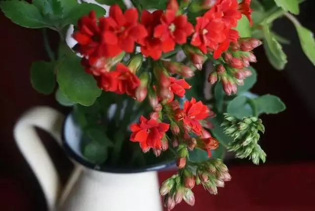這20種花,最適合扔水裡養,花一開就是好幾個月!