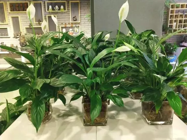 這20種花,最適合扔水裡養,花一開就是好幾個月!