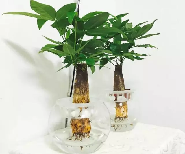 這20種花,最適合扔水裡養,花一開就是好幾個月!